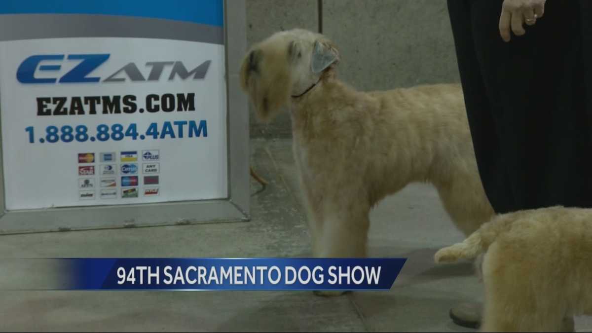 94th annual Sacramento Dog Show set for this weekend