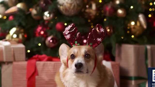 Spoil your pets with Consumer Reports-tested products - WMUR