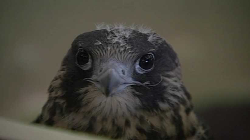 Peregrine falcons released in Des Moines, Iowa in 1991