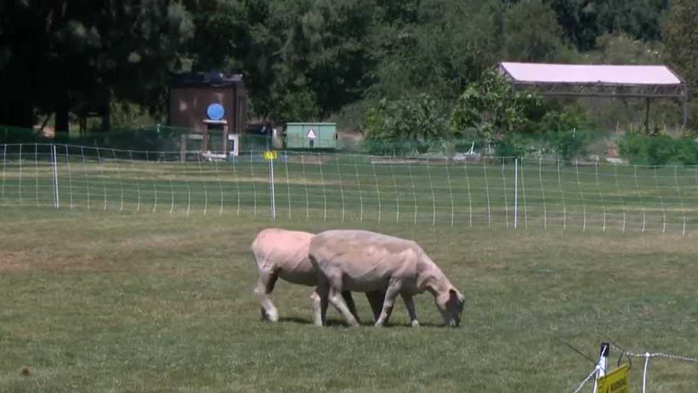 UC Davis tests sheep for landscaping with goal of fire prevention aid - Vimarsana News