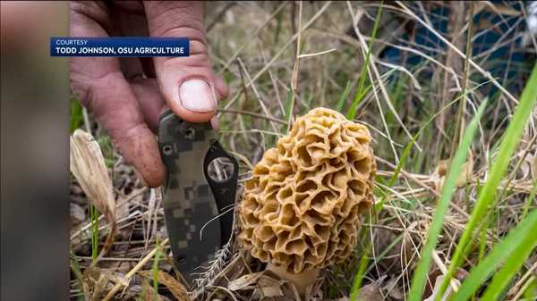 morel mushrooms