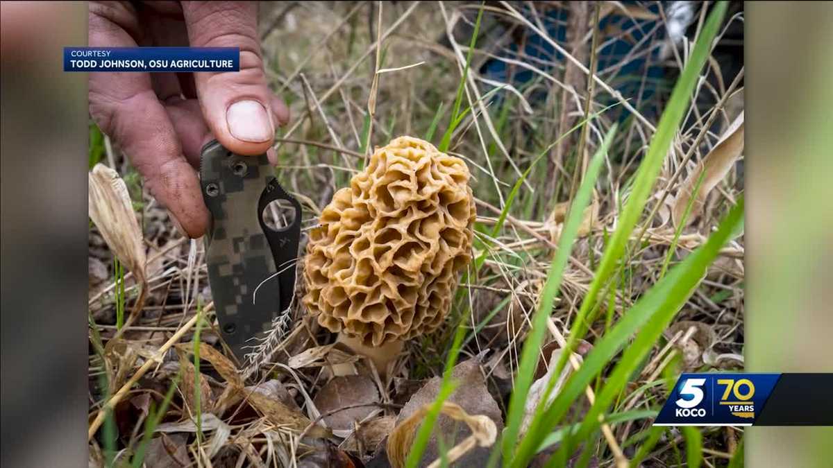 CDC issues warning for morel mushroom 'hunters' - KOCO Oklahoma City