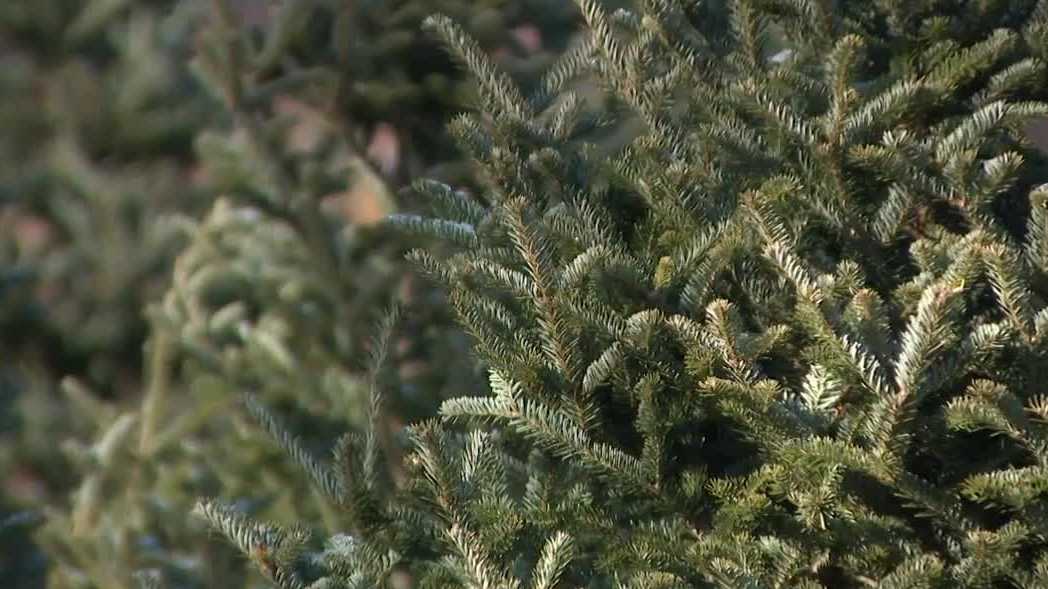 Weather extremes create more challenges for growing Christmas trees