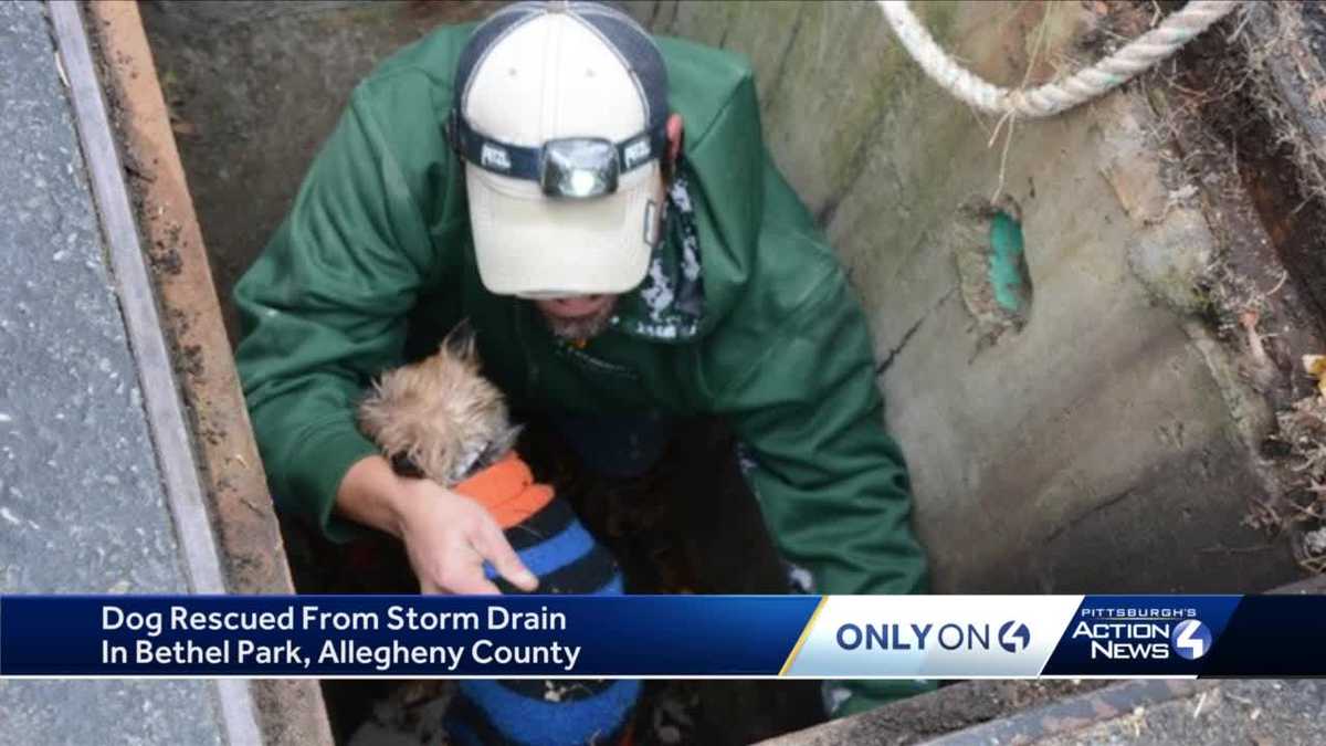 WATCH: Dog rescued from storm drain in Bethel Park