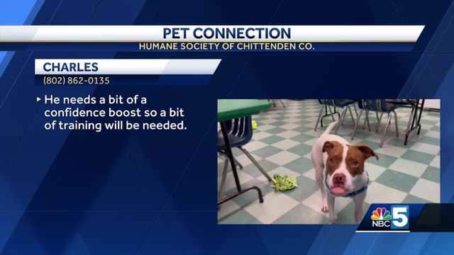 NBC5 Pet Connection: Sept. 22, 2022 - Vimarsana News