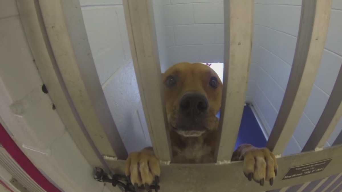 Brevard County works toward nokill status at animal shelters