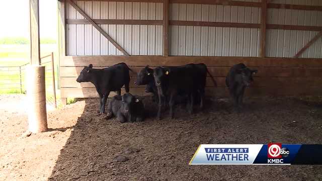 Cattle ranchers keeping eye on weather after heatwave blamed for cattle deaths in southwest Kansas - Vimarsana News