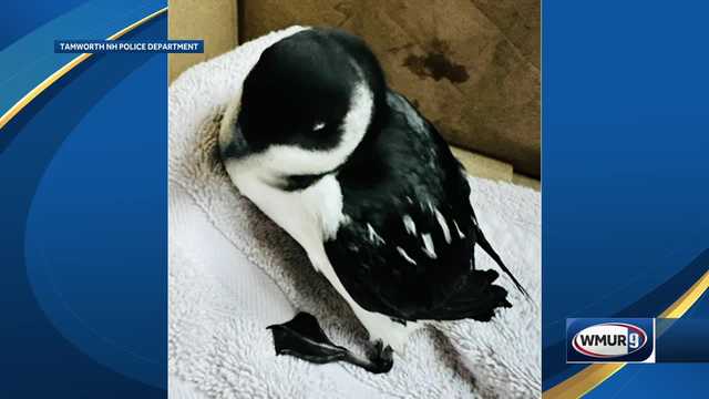 Tamworth, New Hampshire bird rescued after storm - Vimarsana News