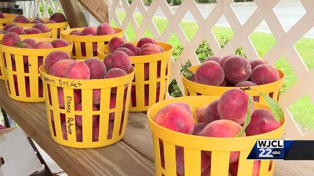 Georgia peach supply sees worst season in several years - Vimarsana News