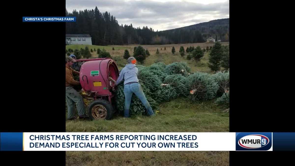 Some NH Christmas tree farms sell out, close for season