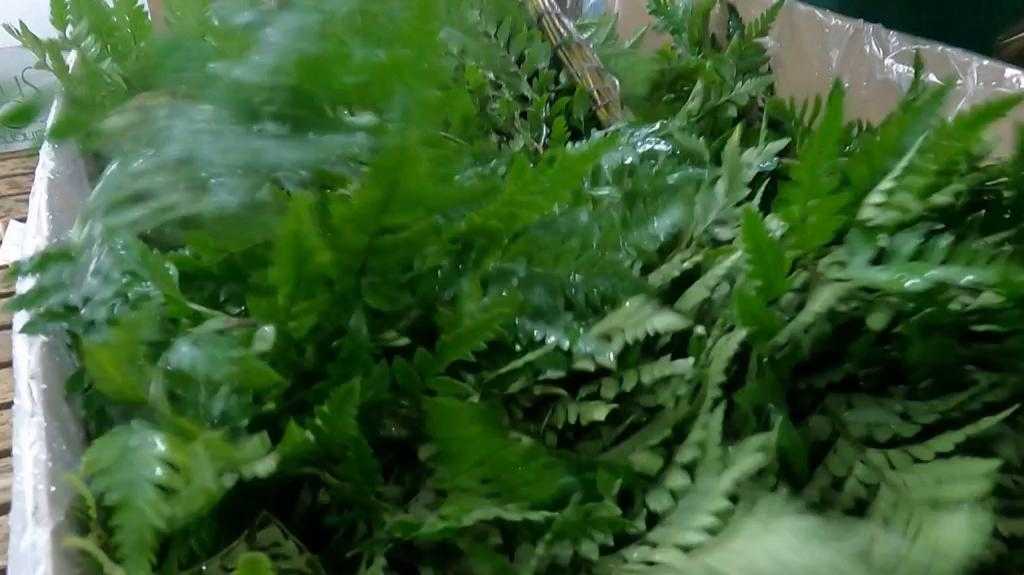 Central Florida fern growers brace for freeze as Valentine’s demand ramps up