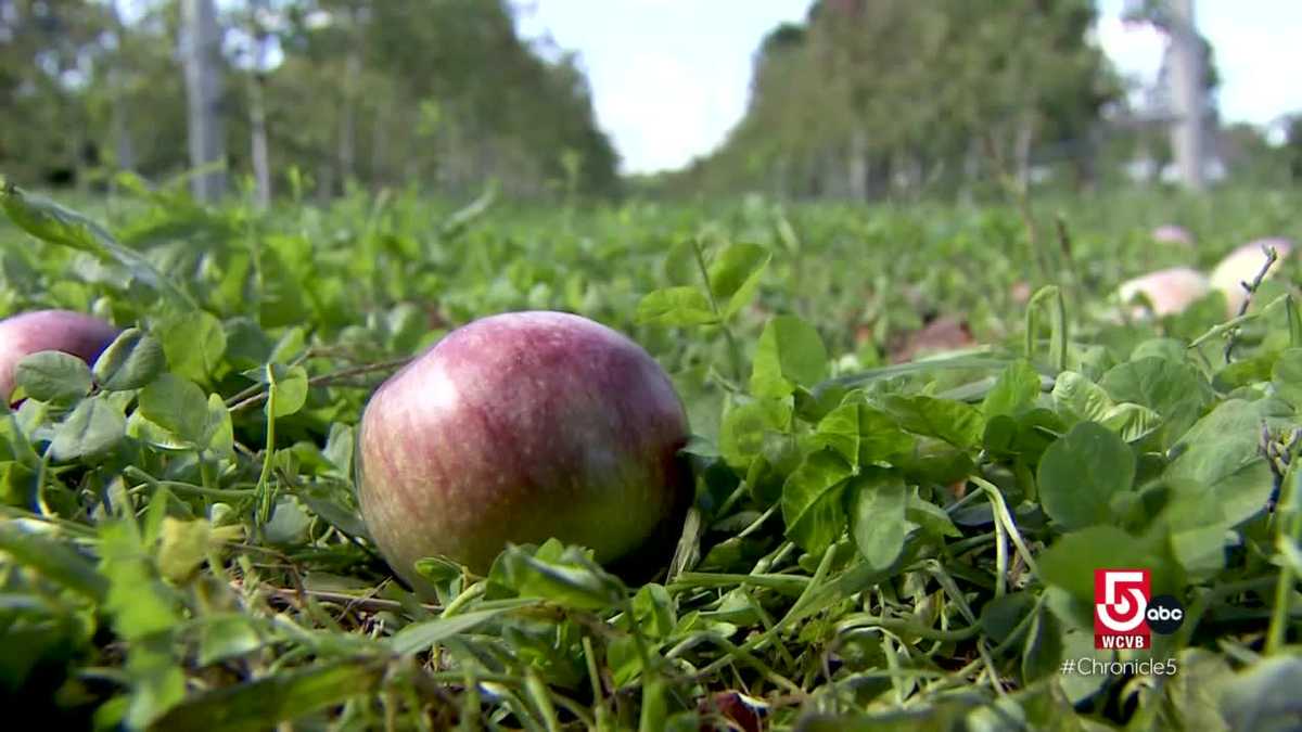 apples-are-a-staple-fall-flavor-at-new-england-farms-and-distilleries