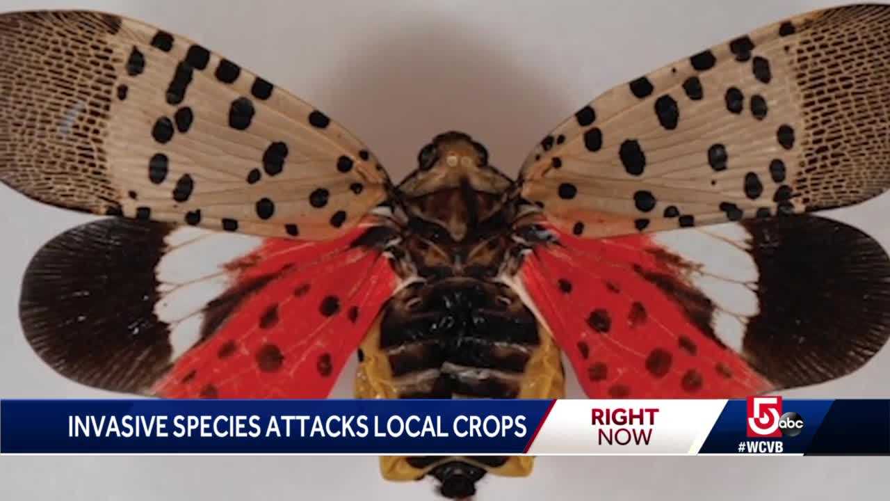 Destructive, Invasive Insect Found In Massachusetts