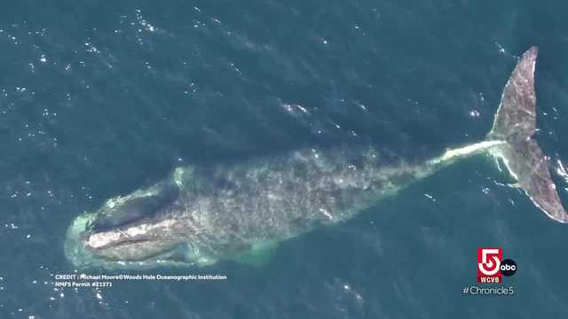 New marine technology prevents accidental death of Right whales - Vimarsana News