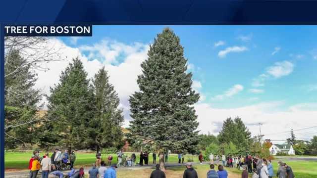 2021 Boston Common Christmas tree unveiled in Nova Scotia - Vimarsana News