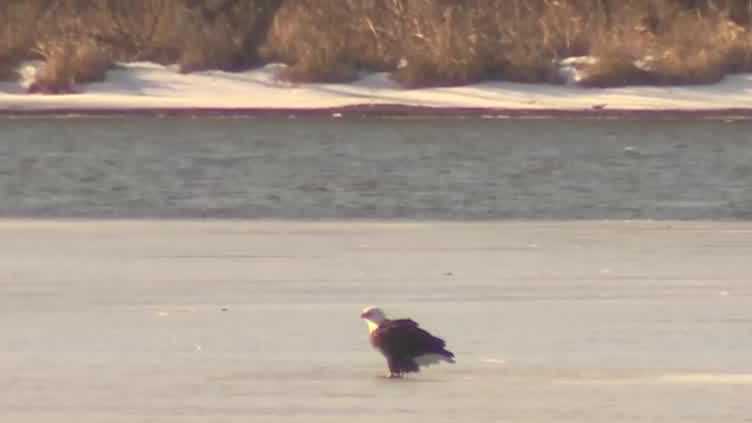 Robin, Eagle and Cardinal Migration - Aldo Leopold Nature Center