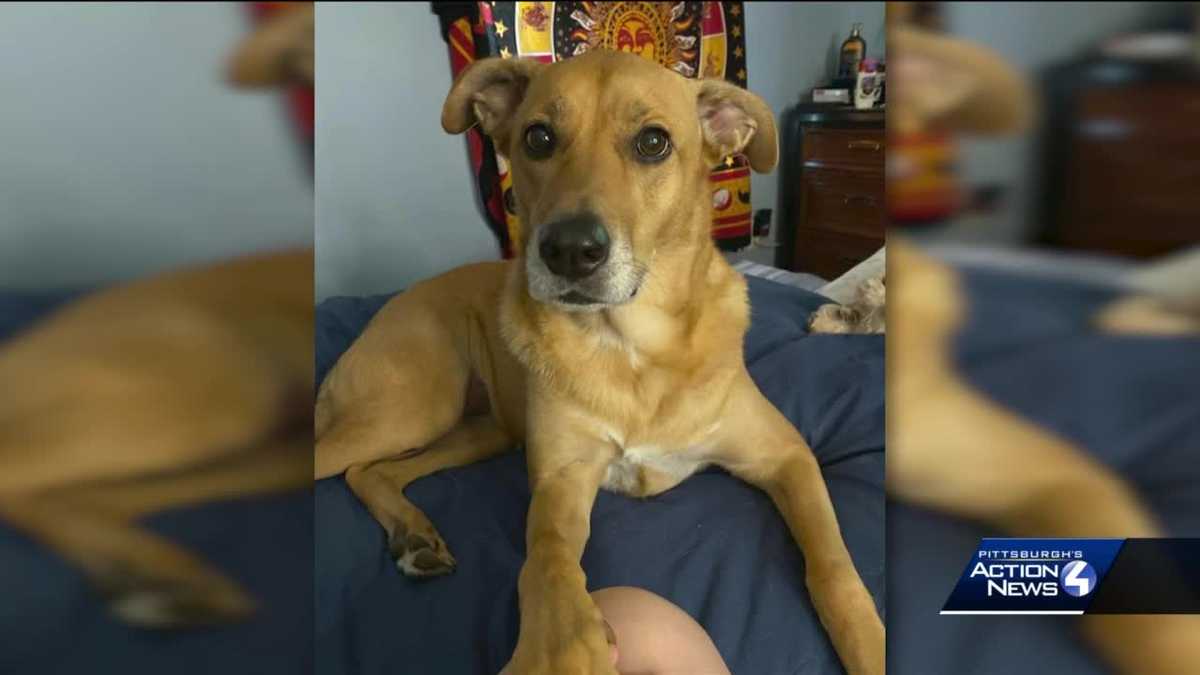 Family desperately searching for dog who escaped Monroeville vet, $5,000 reward offered