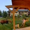 Mama moose charges woman and her dogs in dramatic home surveillance video
