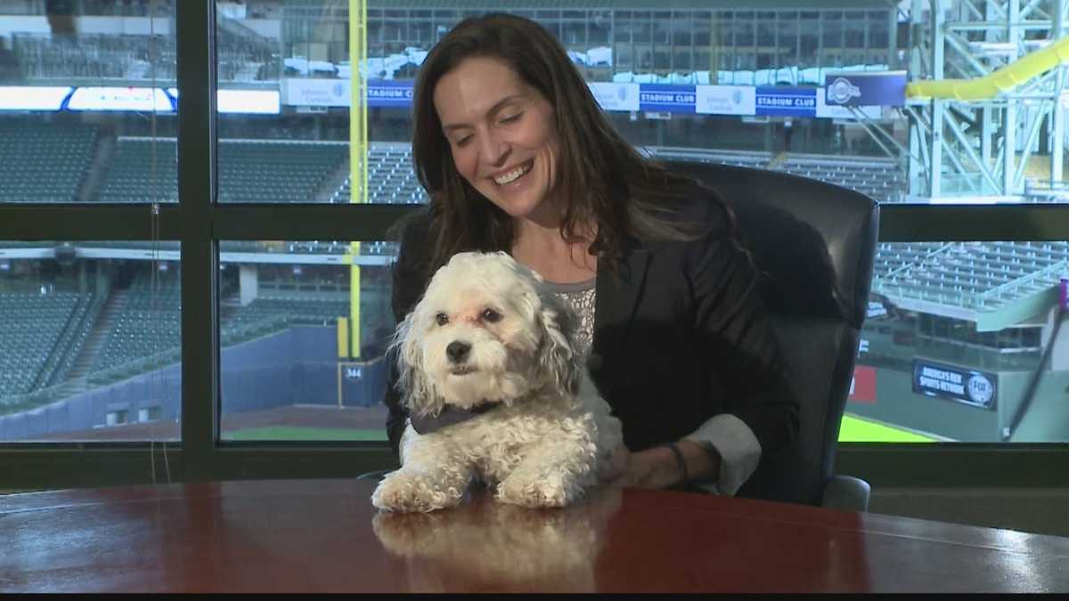 Top dog! Stray pooch becomes newest member of Milwaukee Brewers