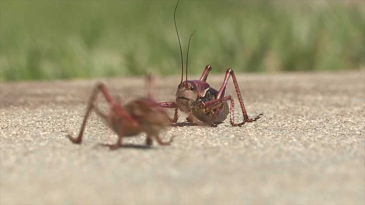 Swarm Of Crickets Invade Idaho Town