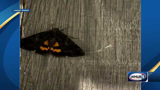 New Hampshire moth has apparent jack-o'-lantern image on it - Vimarsana News