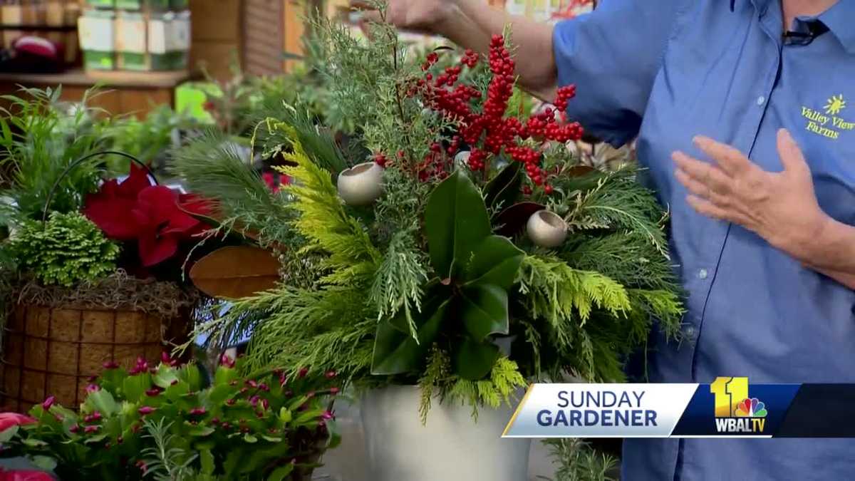 How to care for holiday plants, and how often to water them