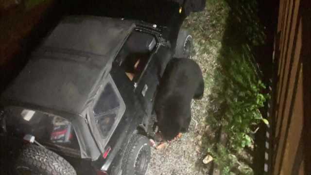 Caught on camera: Woman records bear drinking soda after smashing her car window - Vimarsana News