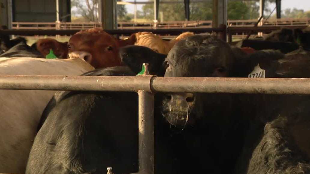 Beef prices are up nearly a dollar in the last year. A UNL researcher shares why