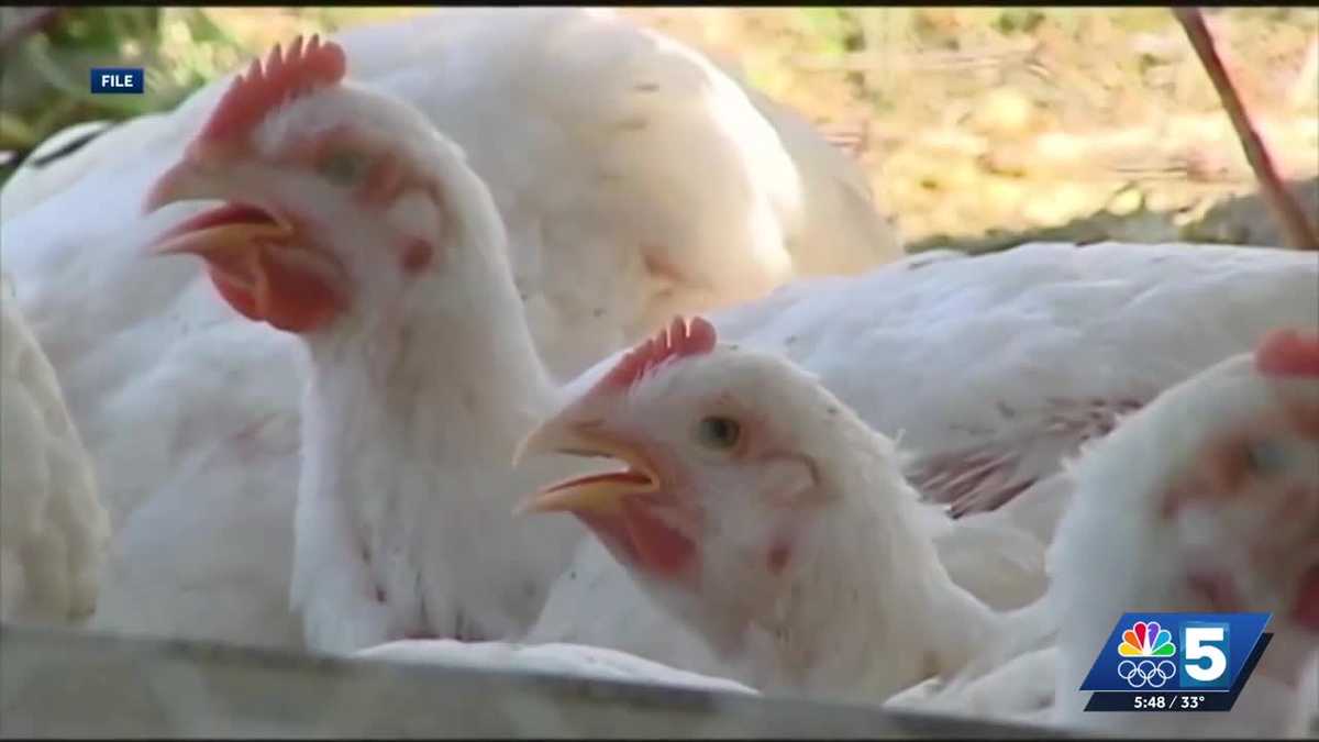 New York DEC warns of increasing bird flu cases