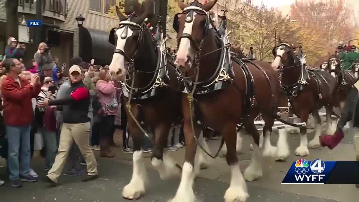 Dowtowns Greenville hosts Budweiser Clydesdales, Dalmatians