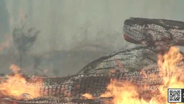 Mosquito Fire burns nearly 50K acres, containment grows to 18% - Vimarsana News