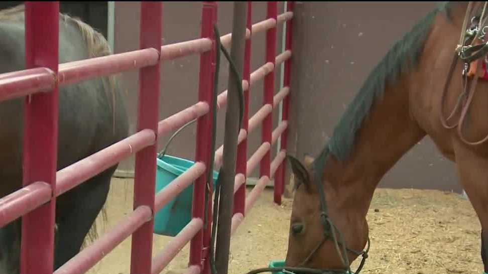Tamaya horse rehab program hosts rodeo events to help support the program - Vimarsana News