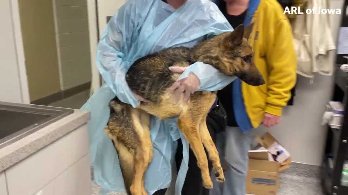 Des Moines man charged after two dogs left in apartment to die