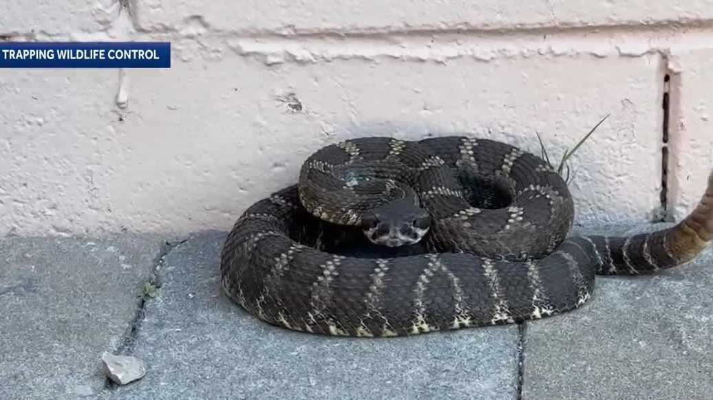 Rattlesnake sightings increase on the Central Coast as temperatures rise