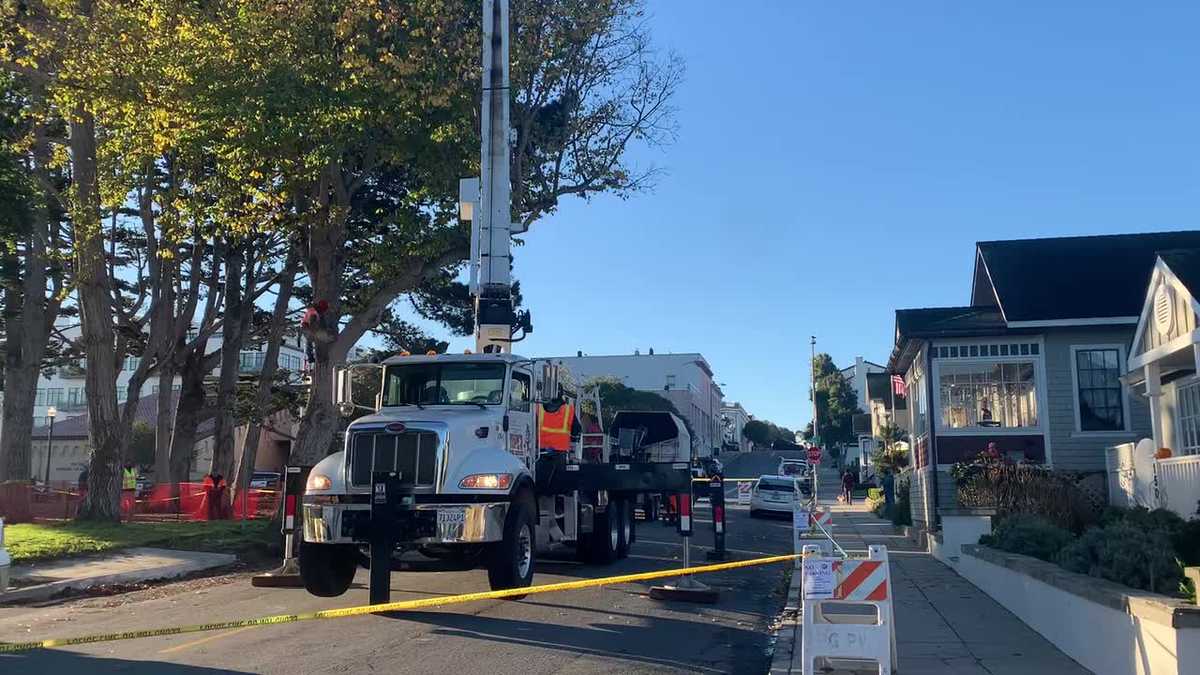 Pacific Grove tree cut down Friday morning