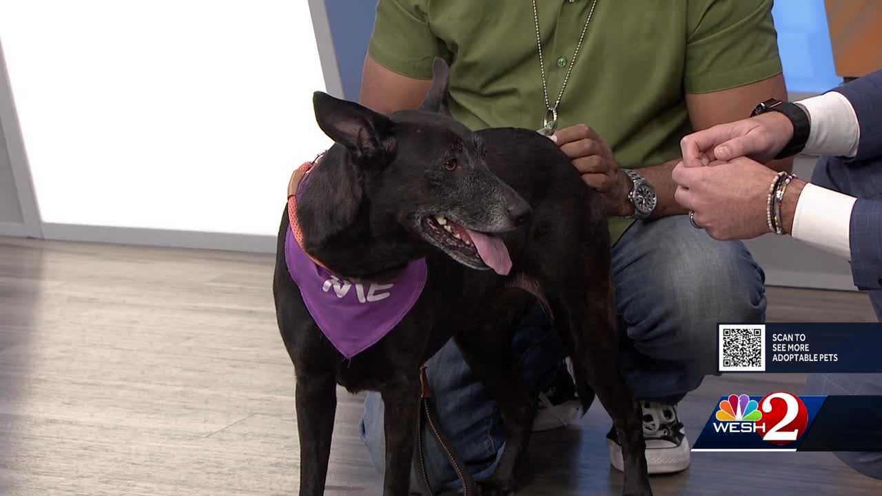 Pinkie is ready to be adopted from - Beac78e2 6472 40e0 A74c 12eba47196bf