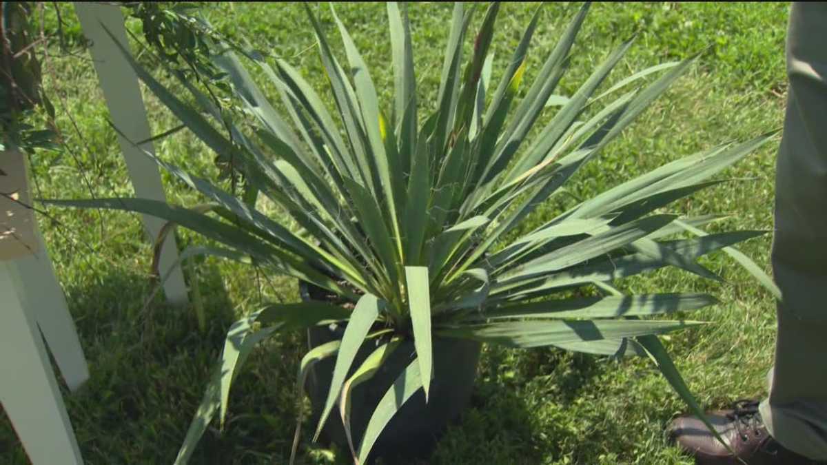 Sunday Gardener: Waterfront plants