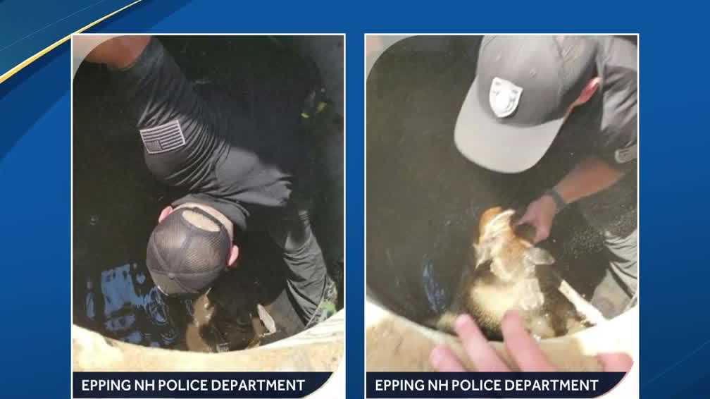 First responders rescue dog stuck in well in Epping