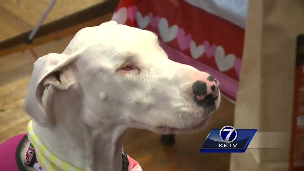 Trained through touch, 2 blind and deaf dogs up for adoption