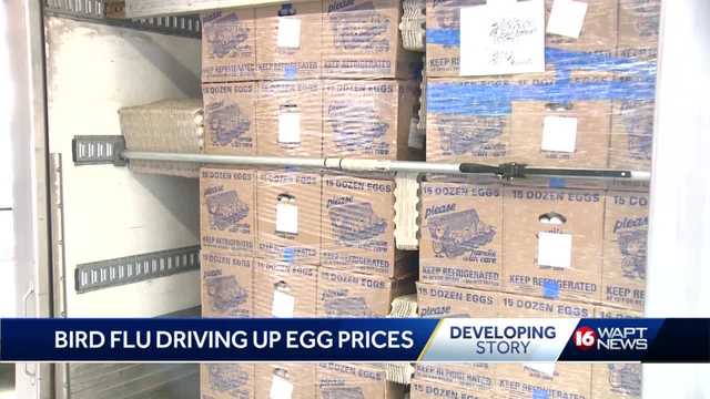 Bird Flu causing spike in egg prices - Vimarsana News