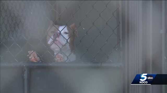 Questions remain as flu in dogs shuts doors of Oklahoma shelters - Vimarsana News
