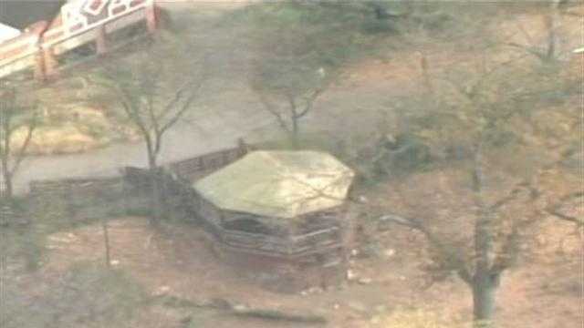 Zoo: Wild dogs killed boy who fell in exhibit