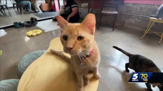 Oklahoma cat cafe vandalized, owners vow to enhance security - Vimarsana News