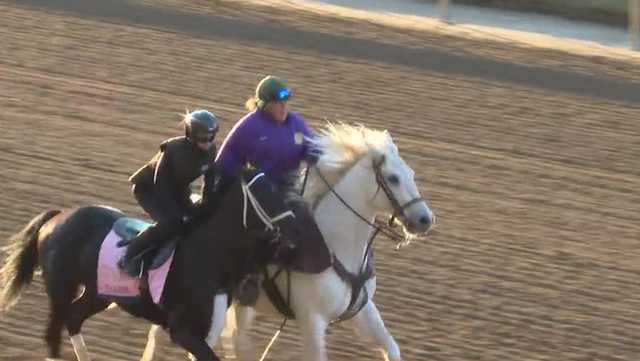 Tarifa has a shot at history in this year's Oaks - Vimarsana News
