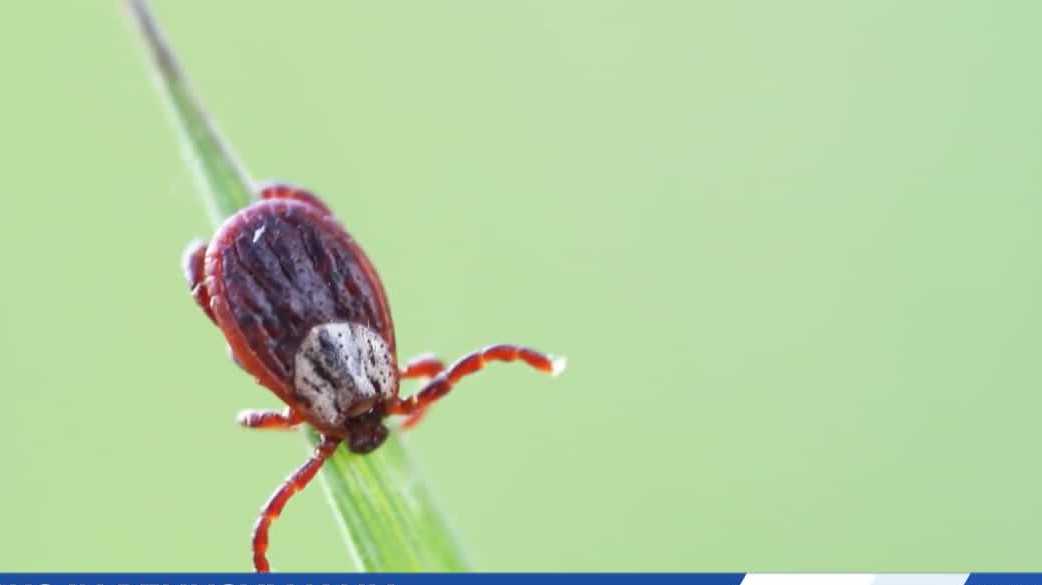 More tick bites are happening closer to home