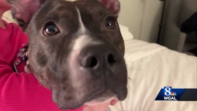 Service dog alerts woman to fire in her Lancaster County apartment