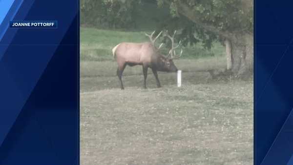 large elk spotted in southern iowa