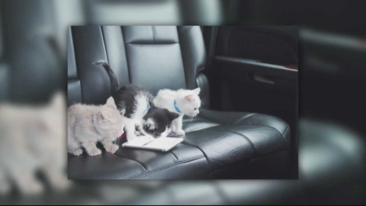 animal-stories-with-dan-green-uber-kitty-s