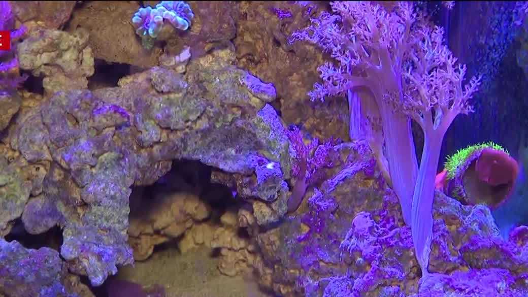 Exploring coral reefs: A mini-tour of the IMAG aquarium