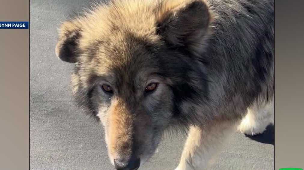 Sacramento woman says her dog was killed by ‘wolf dogs’